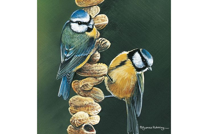 Plenty Gifts Kaart CS Blue Tits And Nuts