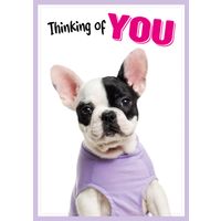 Plenty Gifts Kaart A5 Thinking Of You Frenchie (v)