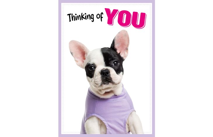 Plenty Gifts Kaart A5 Thinking Of You Frenchie (v)