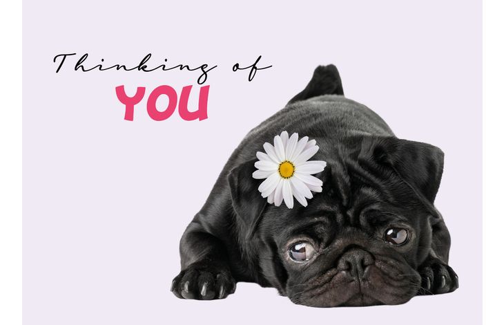 Plenty Gifts Kaart A5 Thinking Of You Pug (h)