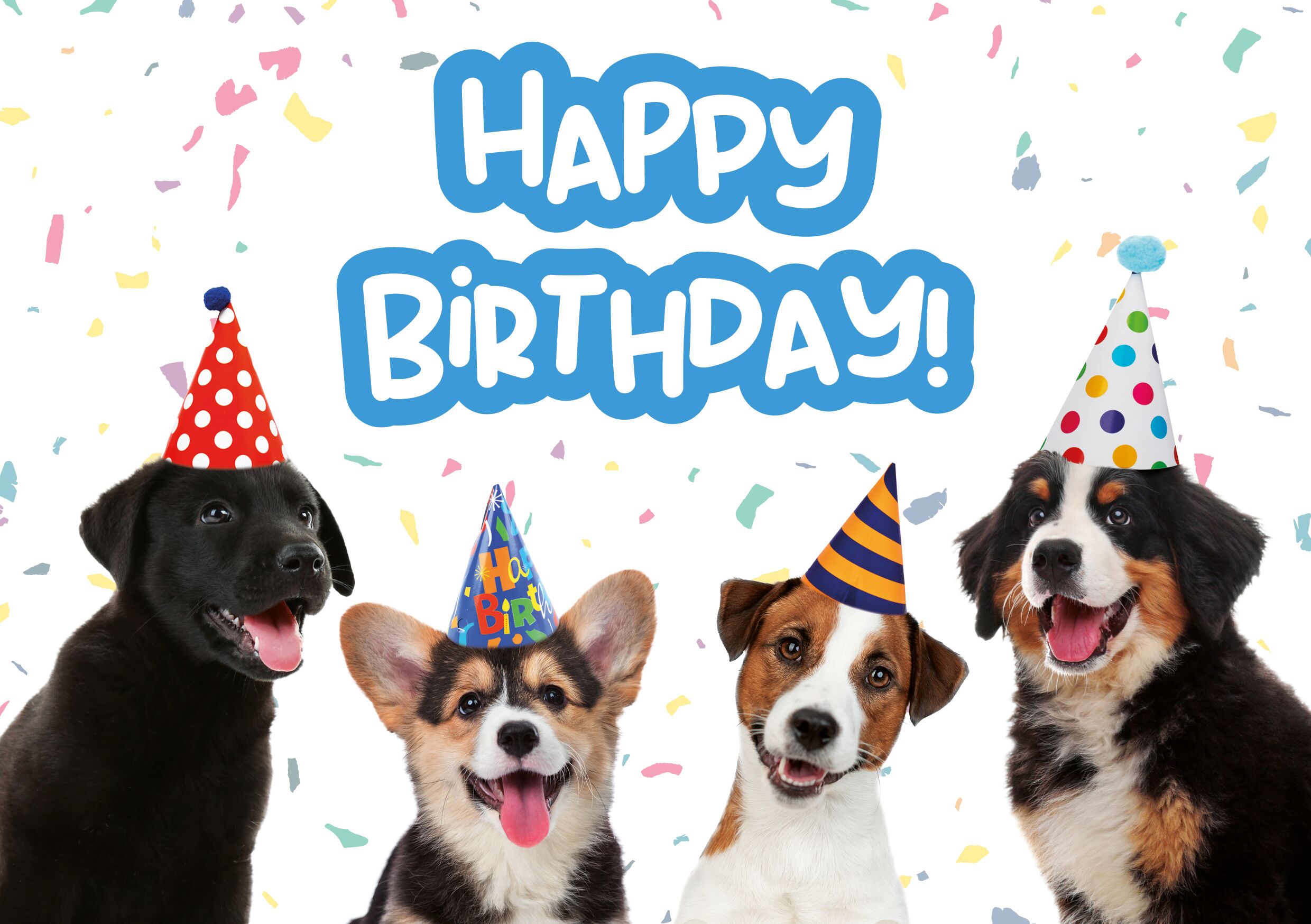 Plenty Gifts Kaart A5 Birthday Puppies (h)