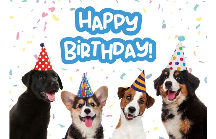 Plenty Gifts Kaart A5 Birthday Puppies (h)