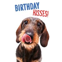 Plenty Gifts Kaart A5 Birthday Kisses Dachshund (v)