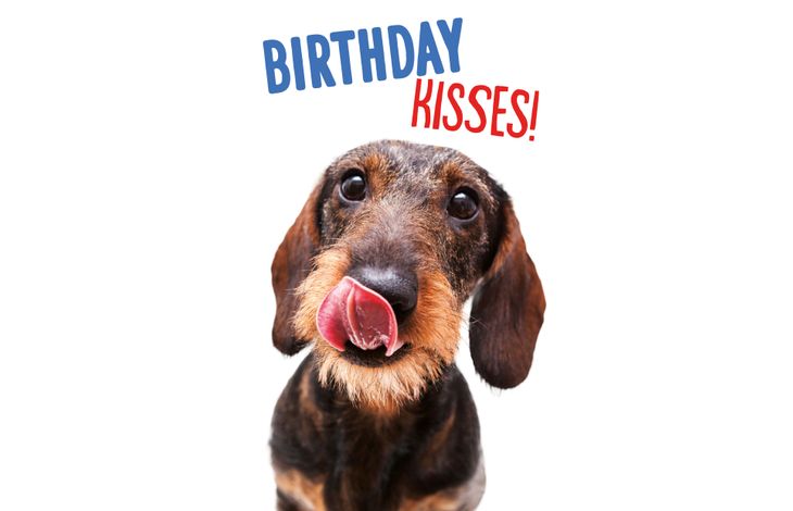 Plenty Gifts Kaart A5 Birthday Kisses Dachshund (v)