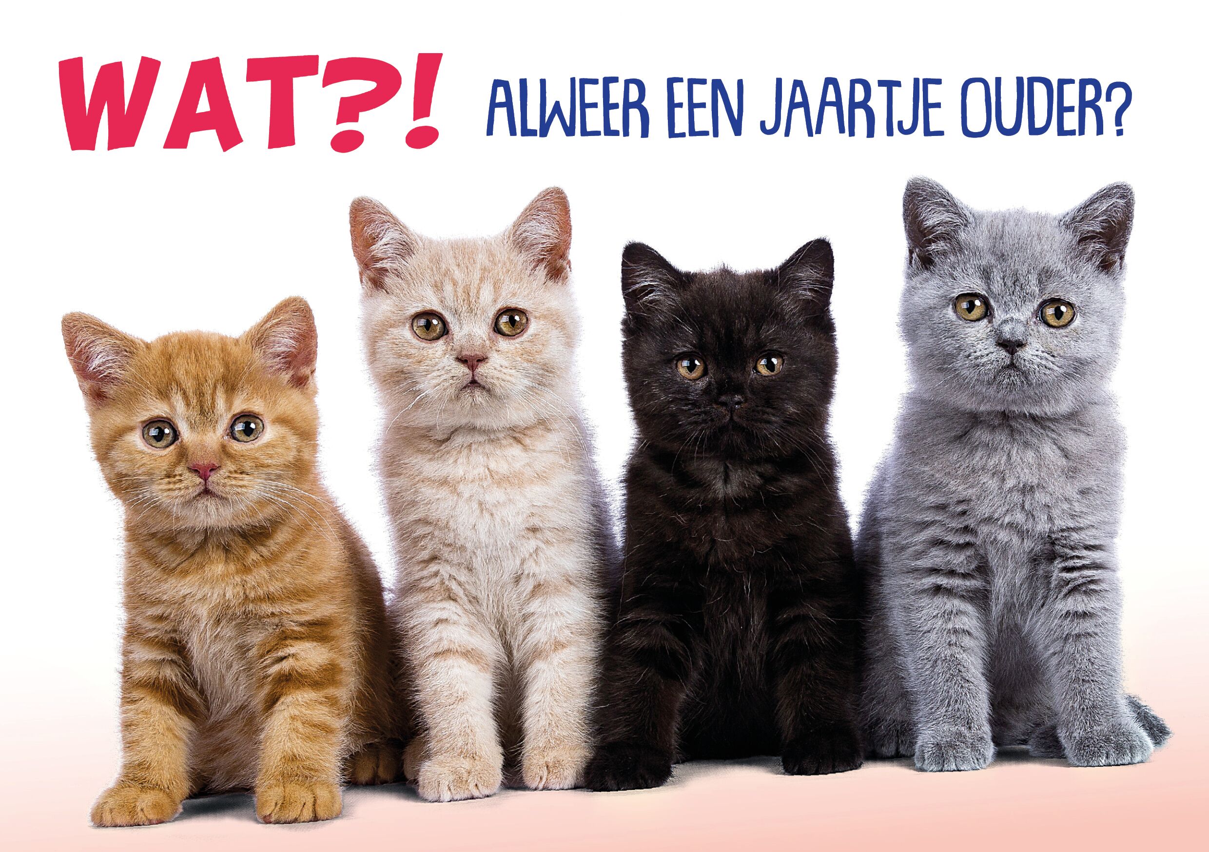 Plenty Gifts Kaart A5 Jaartje Ouder Kittens (h)