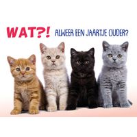 Plenty Gifts Kaart A5 Jaartje Ouder Kittens (h)