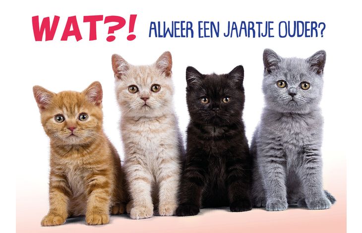 Plenty Gifts Kaart A5 Jaartje Ouder Kittens (h)
