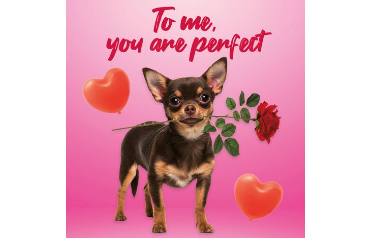 Plenty Gifts Kaart You Are Perfect