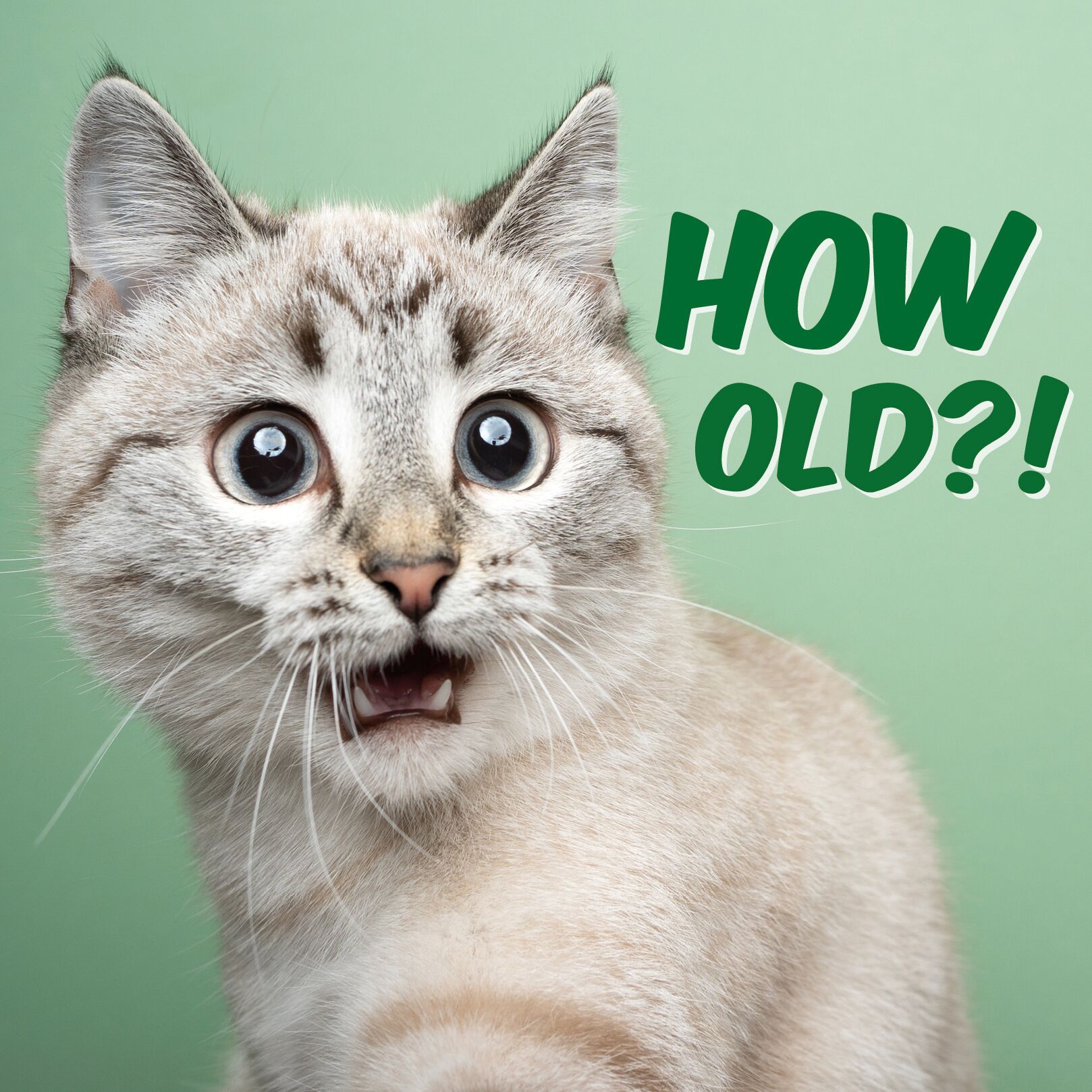 Plenty Gifts Kaart How Old Cat