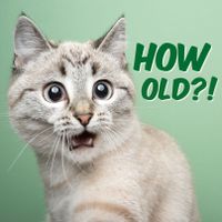 Plenty Gifts Kaart How Old Cat