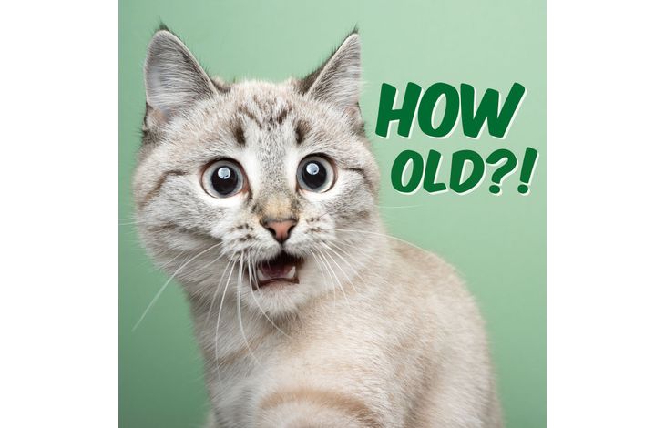 Plenty Gifts Kaart How Old Cat