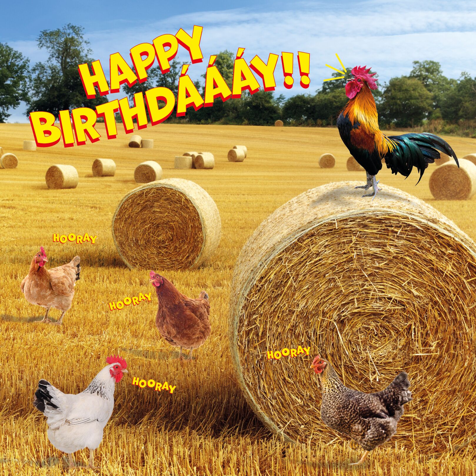 Plenty Gifts Kaart Happy Birthday Chickens