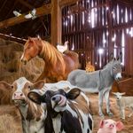 Kaart CS Farm Animals In Barn