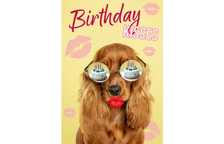Plenty Gifts Kaart A5 Birthday Kisses Spaniel (v)