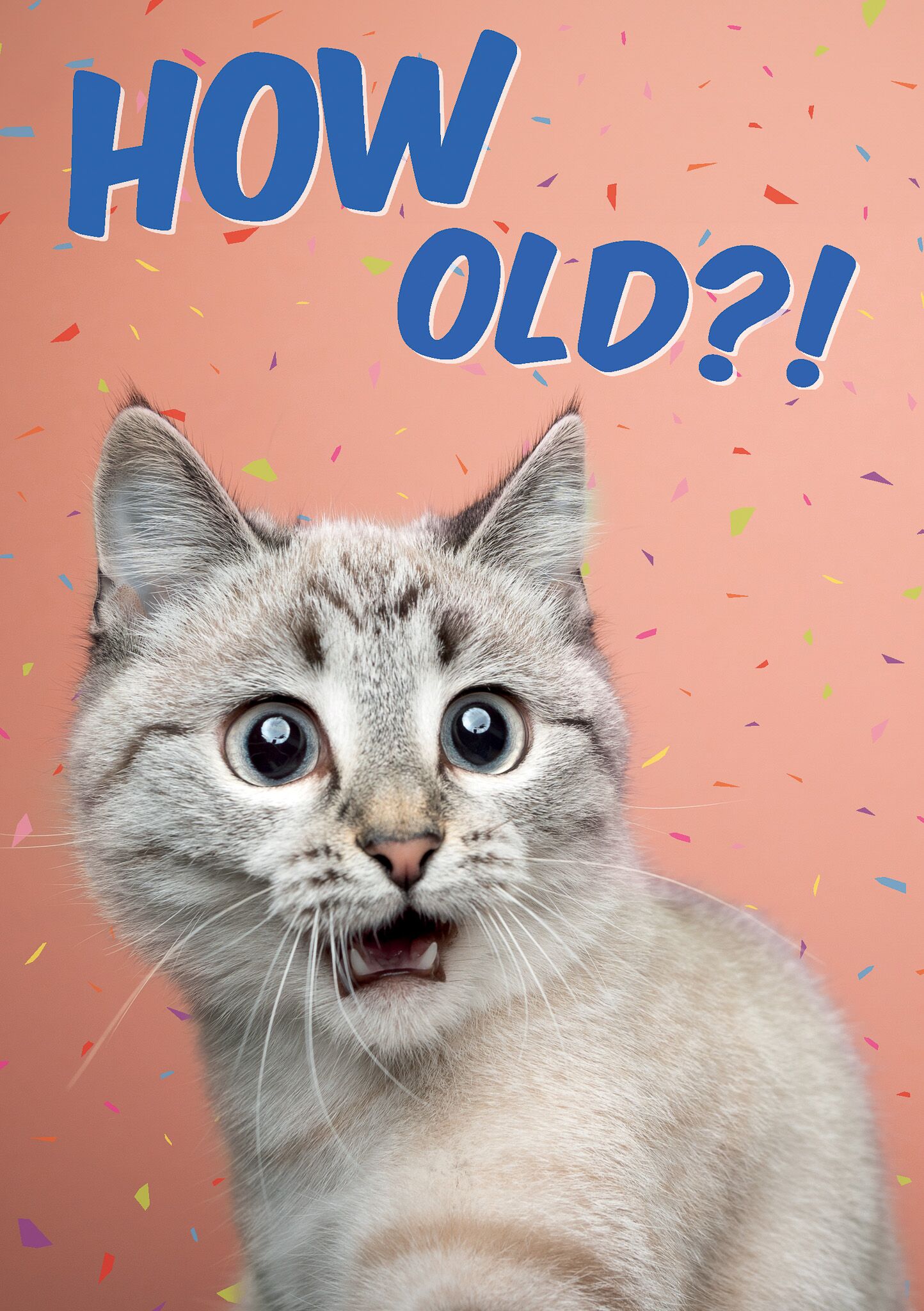 Plenty Gifts Kaart A5 How Old Cat (v)
