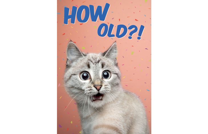 Plenty Gifts Kaart A5 How Old Cat (v)