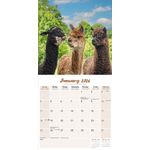 Kalender 26 Alpacas as