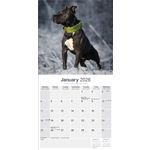 Kalender 26 Am Staff Terrier as