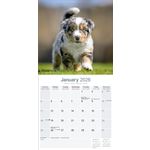 Kalender 26 Australian Shepherds as