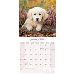 Kalender 26 Baby Animals as