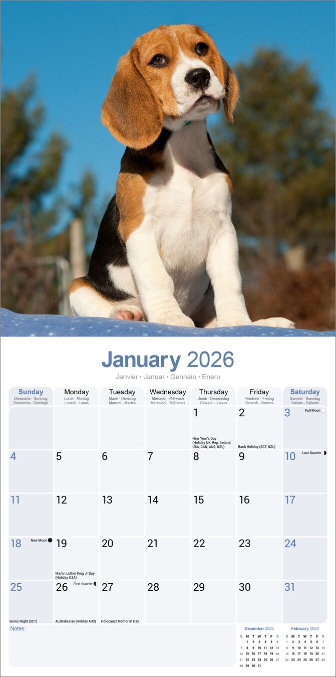Avonside Kalender 26 Beagles as