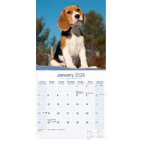 Avonside Kalender 26 Beagles as