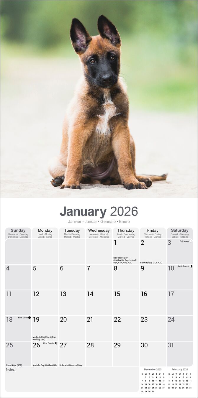 Avonside Kalender 26 Belgian Shepherd as