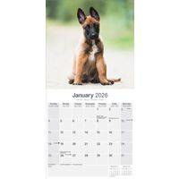 Avonside Kalender 26 Belgian Shepherd as