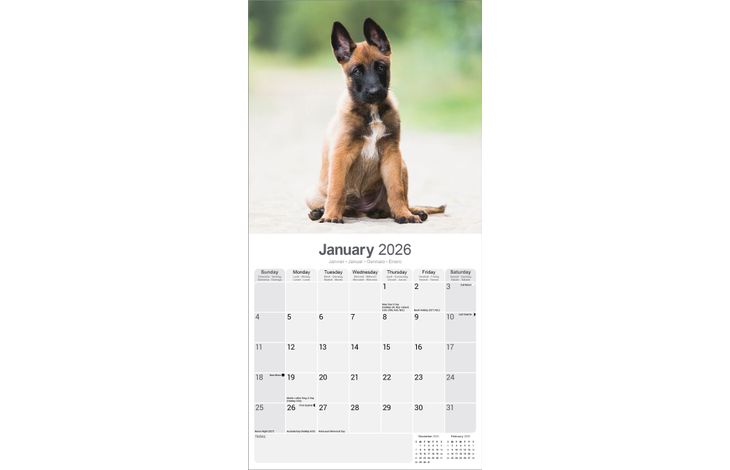 Avonside Kalender 26 Belgian Shepherd as