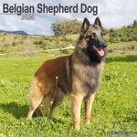 Kalender 26 Belgian Shepherd as