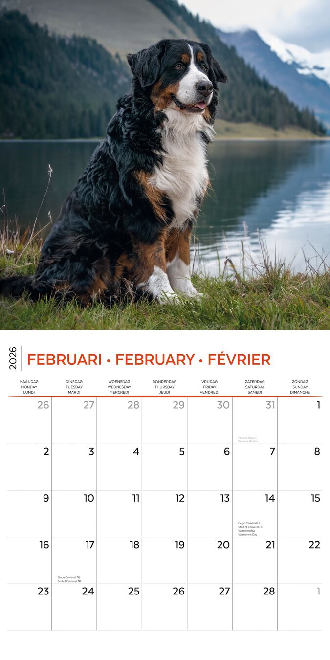 Plenty Gifts Kalender 26 Bernese M Dogs pg