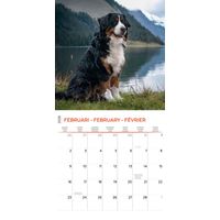 Plenty Gifts Kalender 26 Bernese M Dogs pg