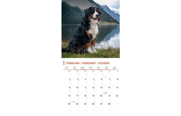 Plenty Gifts Kalender 26 Bernese M Dogs pg