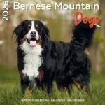 Kalender 26 Bernese M Dogs pg