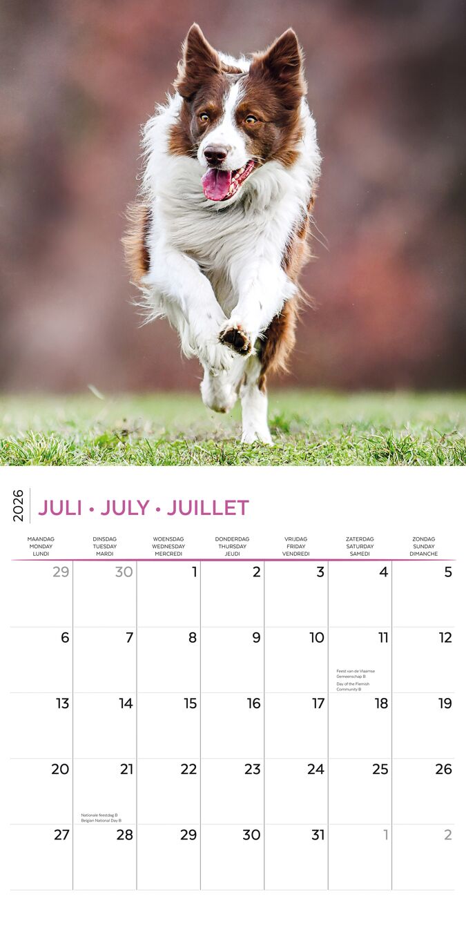 Plenty Gifts Kalender 26 Border Collies pg