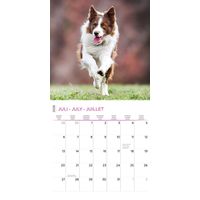 Plenty Gifts Kalender 26 Border Collies pg