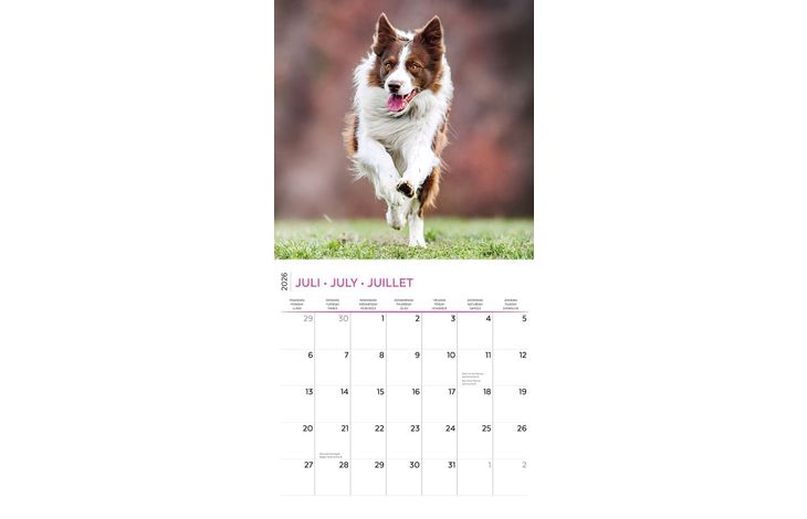 Plenty Gifts Kalender 26 Border Collies pg