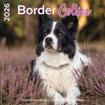 Kalender 26 Border Collies pg