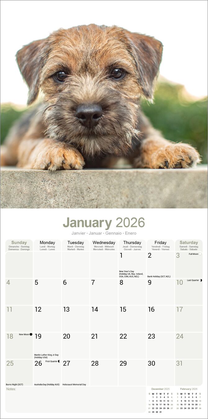 Avonside Kalender 26 Border Terriers as