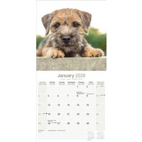 Avonside Kalender 26 Border Terriers as