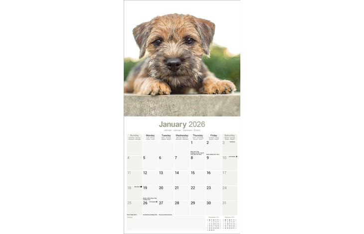 Avonside Kalender 26 Border Terriers as