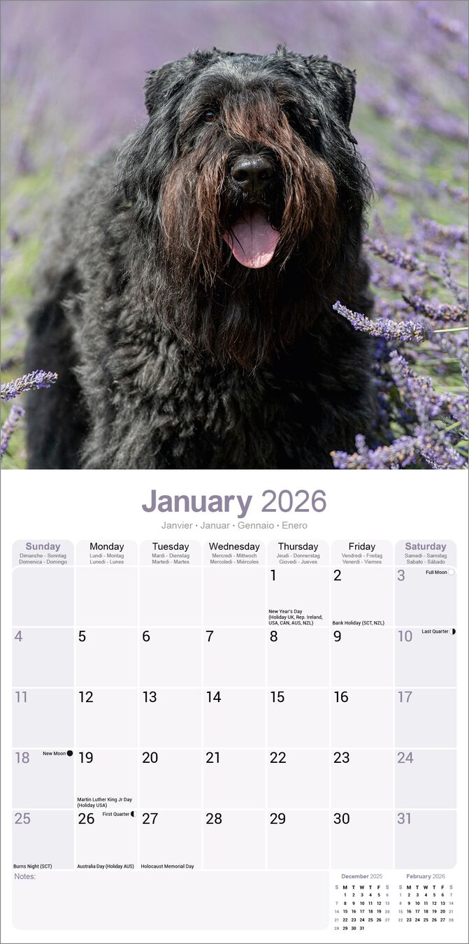 Avonside Kalender 26 Bouvier des Flandres as