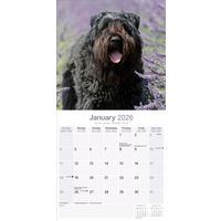 Avonside Kalender 26 Bouvier des Flandres as