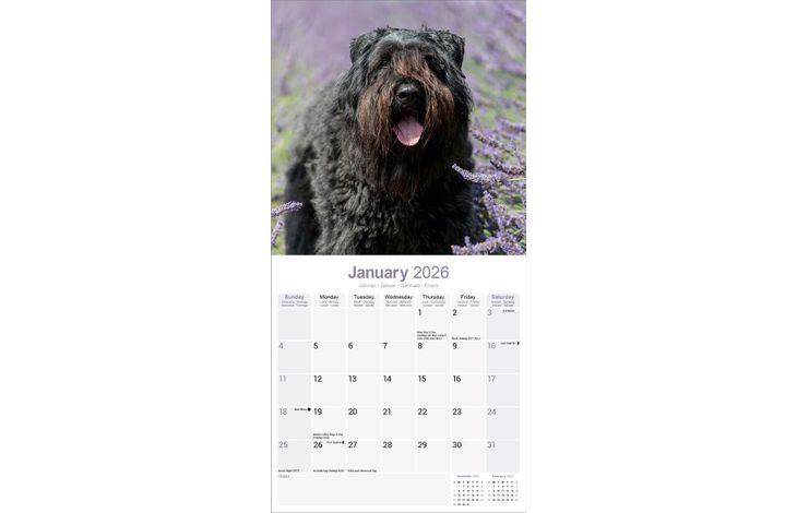 Avonside Kalender 26 Bouvier des Flandres as