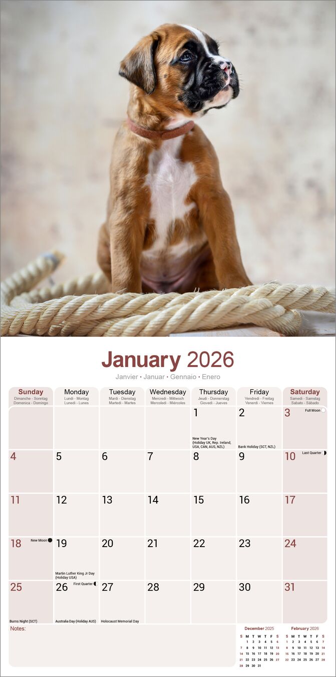 Avonside Kalender 26 Boxers as