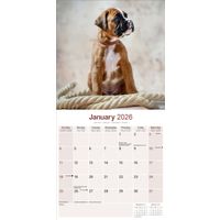 Avonside Kalender 26 Boxers as
