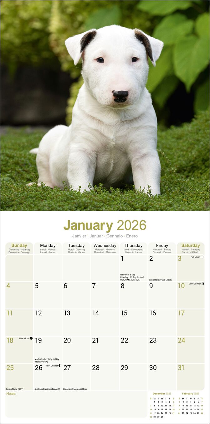Avonside Kalender 26 Bull Terriers as