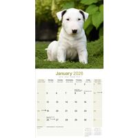 Avonside Kalender 26 Bull Terriers as