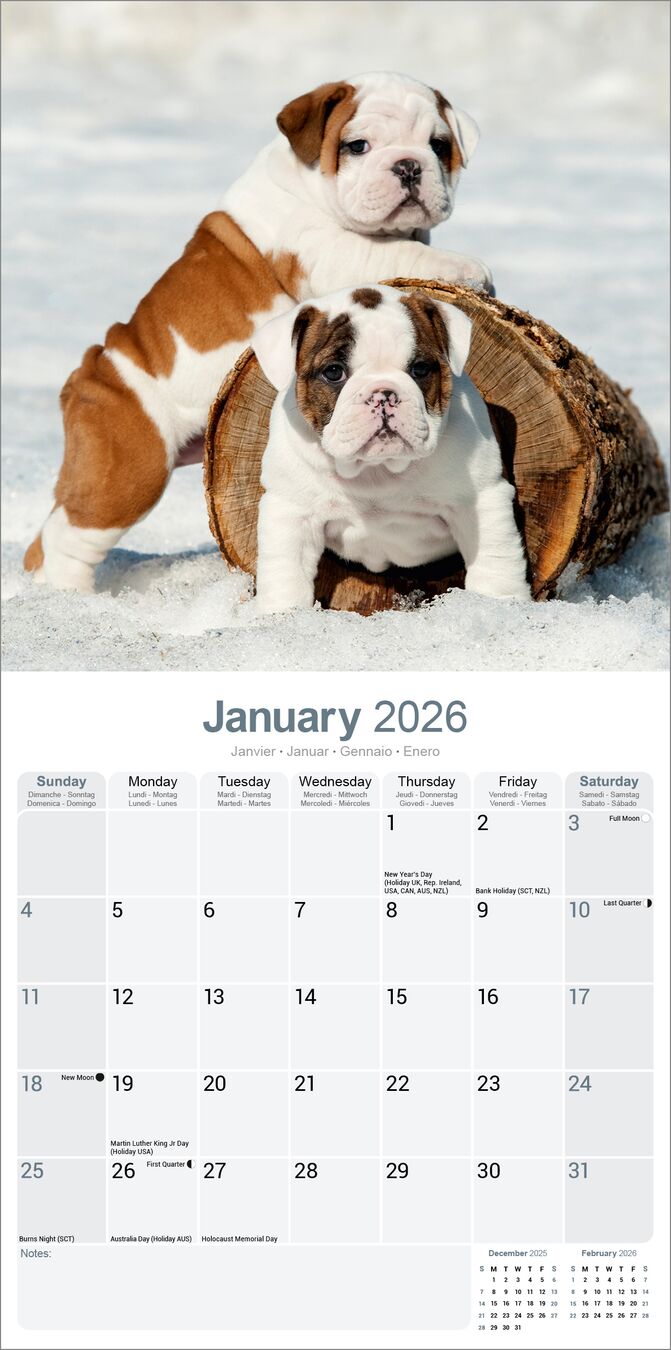 Avonside Kalender 26 Bulldogs as