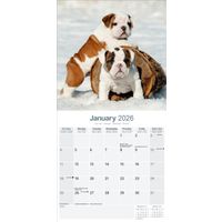 Avonside Kalender 26 Bulldogs as